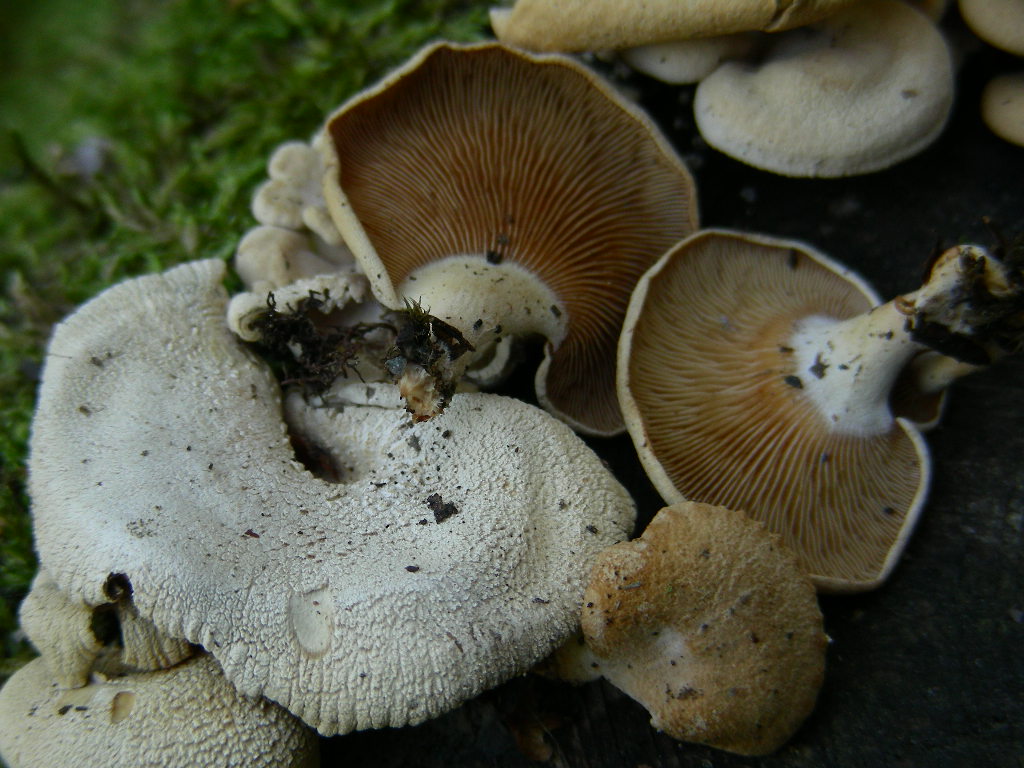 Ritrovamenti del 6 Maggio